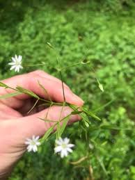 Attēlu rezultāti vaicājumam “Stellaria longifolia flower”