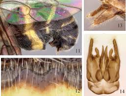 Attēlu rezultāti vaicājumam “Stemonitopsis hyperopta var. landewaldii macro”