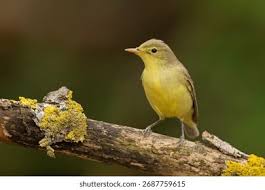 Attēlu rezultāti vaicājumam “Hippolais icterina adult”