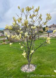 Attēlu rezultāti vaicājumam “Magnolia”