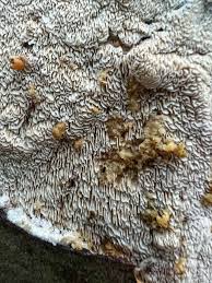 Attēlu rezultāti vaicājumam “Xylobolus frustulatus”