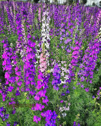 Image result for Delphinium consolida