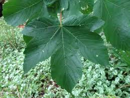 Attēlu rezultāti vaicājumam “Acer pseudoplatanus leaf”