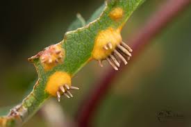 Attēlu rezultāti vaicājumam “Gymnosporangium cornutum”