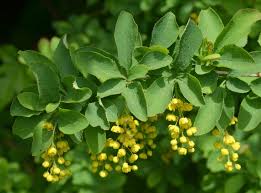 Attēlu rezultāti vaicājumam “Berberis vulgaris”