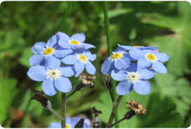 Image result for Myosotis sylvatica