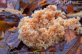 Attēlu rezultāti vaicājumam “Sparassis crispa”