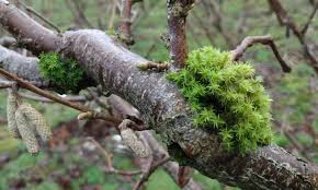 Attēlu rezultāti vaicājumam “Syntrichia ruralis var. ruralis sporophyte”