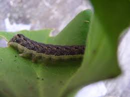 Attēlu rezultāti vaicājumam “Mamestra brassicae larva”