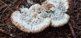 Attēlu rezultāti vaicājumam “Hydnellum ferrugineum”