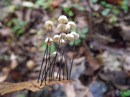 Attēlu rezultāti vaicājumam “Marasmius sp.”
