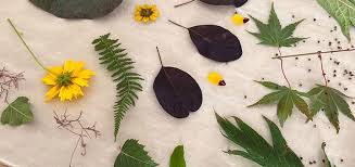 Image result for Lybster Bowling Club