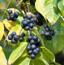 Attēlu rezultāti vaicājumam “Phellodendron amurense fruit”