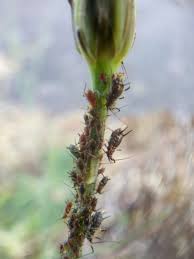 Attēlu rezultāti vaicājumam “Uroleucon hypochoeridis”