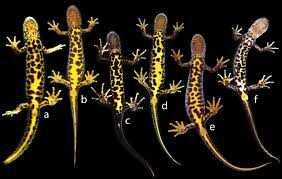 Attēlu rezultāti vaicājumam “Triturus cristatus”