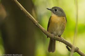 Attēlu rezultāti vaicājumam “Muscicapidae”