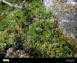 Attēlu rezultāti vaicājumam “Jungermannia sphaerocarpa sporophyte”