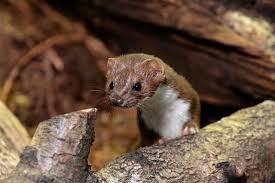 Attēlu rezultāti vaicājumam “Mustela nivalis adult”