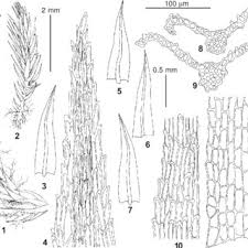 Attēlu rezultāti vaicājumam “Philonotis marchica”
