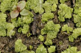 Attēlu rezultāti vaicājumam “Riccia rhenana”