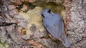 Attēlu rezultāti vaicājumam “Sitta europaea nest”