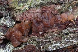 Attēlu rezultāti vaicājumam “Exidia saccharina”