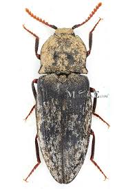 Attēlu rezultāti vaicājumam “Agrypnus murinus”