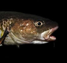 Image result for Gadus macrocephalus