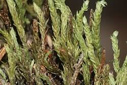 Attēlu rezultāti vaicājumam “Pohlia”