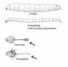 Attēlu rezultāti vaicājumam “Therevidae”