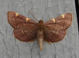 Attēlu rezultāti vaicājumam “Hypsopygia glaucinalis”