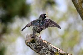 Attēlu rezultāti vaicājumam “Sturnus vulgaris male”