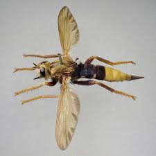 Attēlu rezultāti vaicājumam “Asilus crabroniformis”