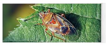 Attēlu rezultāti vaicājumam “Kleidocerys resedae”