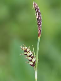 Attēlu rezultāti vaicājumam “Carex panicea”