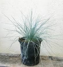 Attēlu rezultāti vaicājumam “Festuca altissima leaf”