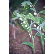 Attēlu rezultāti vaicājumam “Polygonatum odoratum flower”