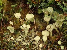 Attēlu rezultāti vaicājumam “Cladonia deformis”