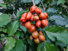 Attēlu rezultāti vaicājumam “Potentilla argentea fruit”