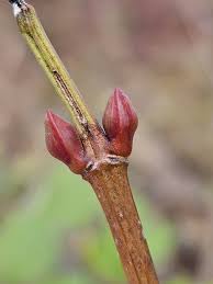 Attēlu rezultāti vaicājumam “Viburnum opulus bud”