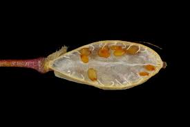 Attēlu rezultāti vaicājumam “Erophila verna fruit”