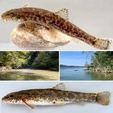 Attēlu rezultāti vaicājumam “Barbatula barbatula”