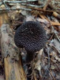 Attēlu rezultāti vaicājumam “Strobilomyces strobilaceus”