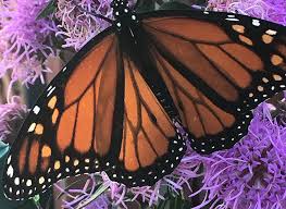 Image result for monarch butterfly