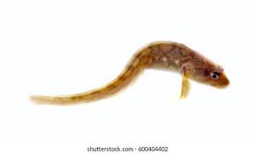 Image result for Zoarces americanus