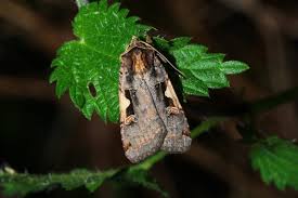 Attēlu rezultāti vaicājumam “Xestia c-nigrum”