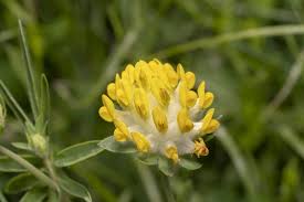 Image result for Anthyllis vulneraria