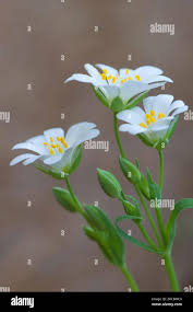 Attēlu rezultāti vaicājumam “Moehringia trinervia flower”