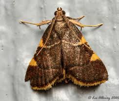 Attēlu rezultāti vaicājumam “Hypsopygia costalis”