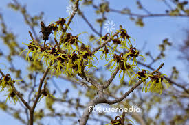 Attēlu rezultāti vaicājumam “Hamamelis japonica”